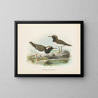 Thinornis novaezelandiae dorosły i młody - John Gerrard Keulemans — oprawiony obraz na ścianie