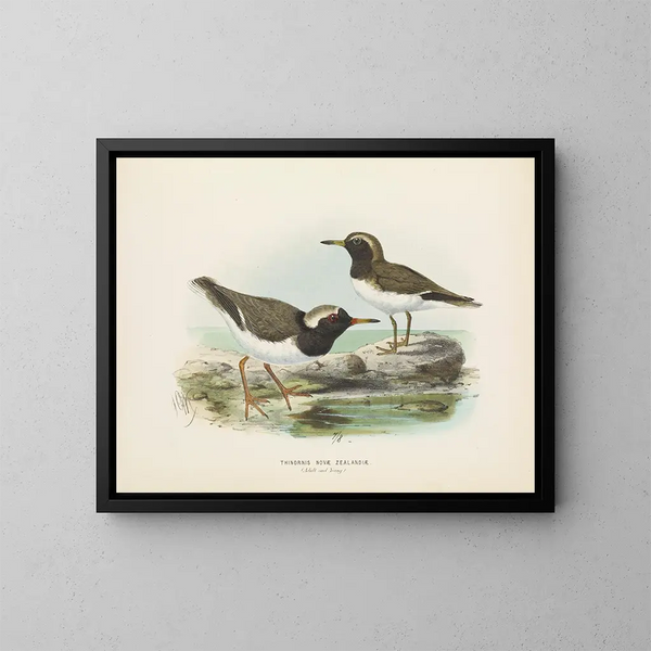 Thinornis novaezelandiae dorosły i młody - John Gerrard Keulemans — oprawiony obraz na ścianie