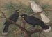 Trzy huia - John Gerrard Keulemans — widok dzieła
