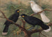 Trzy huia Heteralocha acutirostris - John Gerrard Keulemans — widok dzieła