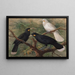 Trzy huia Heteralocha acutirostris - John Gerrard Keulemans — oprawiony obraz na ścianie