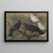 Trzy huia - John Gerrard Keulemans — oprawiony obraz na ścianie