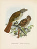 Turnagra hectori i Turnagra crassirostris - John Gerrard Keulemans — widok dzieła
