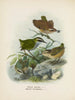 Xenicus longipes samiec i samica oraz Xenicus gilviventris samiec i samica - John Gerrard Keulemans — widok dzieła