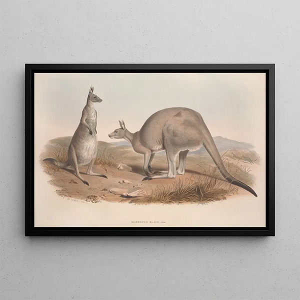 Monografia Macropodidae lub rodziny kangurów Pl01 - John Gould — oprawiony obraz na ścianie