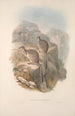 Monografia Macropodidae lub rodziny kangurów Pl06 - John Gould — widok dzieła
