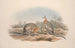 Monografia Macropodidae lub rodziny kangurów Pl08 - John Gould — widok dzieła