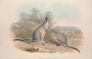 John Gould - A monograph of the Macropodidae or family of kangaroos Pl09.webp
