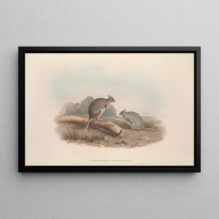 John Gould - A monograph of the Macropodidae or family of kangaroos Pl12.webp
