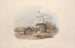 Monografia Macropodidae lub rodziny kangurów Pl15 - John Gould — widok dzieła