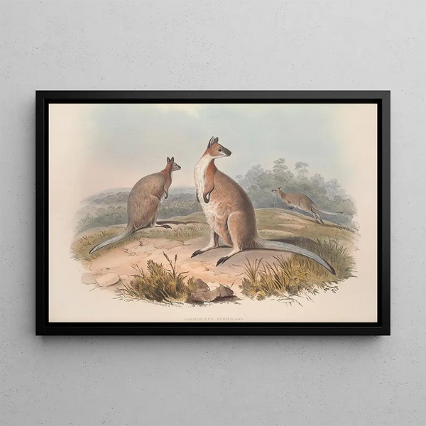 Monografia rodziny Macropodidae, czyli kangurów Pl17 - John Gould — oprawiony obraz na ścianie