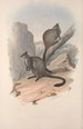 Monografia rodziny Macropodidae, czyli kangurów Pl23 - John Gould — widok dzieła