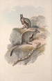 Monografia Macropodidae lub rodziny kangurów Pl24 - John Gould — widok dzieła
