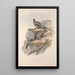 Monografia Macropodidae lub rodziny kangurów Pl24 - John Gould — oprawiony obraz na ścianie