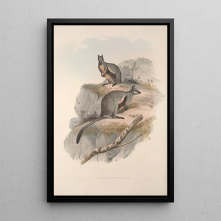 John Gould - A monograph of the Macropodidae or family of kangaroos Pl24.webp