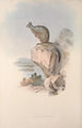 Monografia Macropodidae lub rodziny kangurów Pl25 - John Gould — widok dzieła