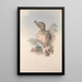 Monografia Macropodidae lub rodziny kangurów Pl25 - John Gould — oprawiony obraz na ścianie
