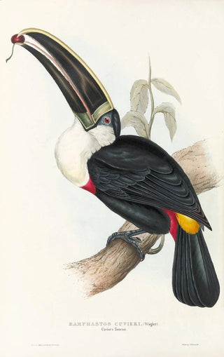 John Gould - A monograph of the Ramphastidae or family of toucans Pl02.webp
