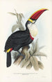Monografia rodzin Ramphastidae lub rodzinę toucanów Pl03 - John Gould — widok dzieła