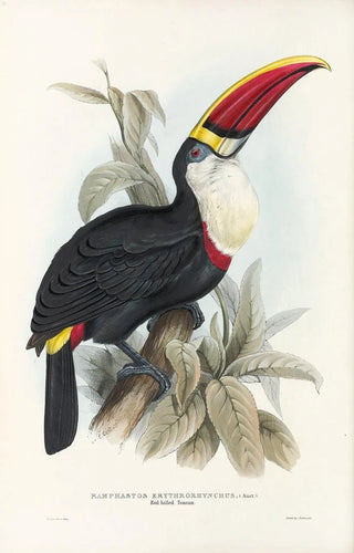 John Gould - A monograph of the Ramphastidae or family of toucans Pl03.webp
