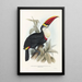 Monografia rodzin Ramphastidae lub rodzinę toucanów Pl03 - John Gould — oprawiony obraz na ścianie