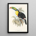 Monografia rodzin Ramphastidae lub rodziny toucanów Pl07 - John Gould — oprawiony obraz na ścianie