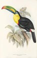Monografia rodzin Ramphastidae lub rodziny toucanów Pl07 - John Gould — widok dzieła
