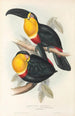 Monografia rodzin Ramphastidae, czyli rodzinę toucanów Pl10 - John Gould — widok dzieła