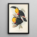 Monografia rodzin Ramphastidae, czyli rodzinę toucanów Pl10 - John Gould — oprawiony obraz na ścianie