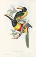 Monografia rodzin Ramphastidae lub rodzinę toucanów Pl12 - John Gould — widok dzieła