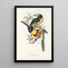Monografia rodzin Ramphastidae lub rodzinę toucanów Pl12 - John Gould — oprawiony obraz na ścianie