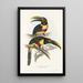 Monografia rodzin Ramphastidae, czyli rodzinę toucanów Pl13 - John Gould — oprawiony obraz na ścianie