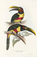 Monografia rodzin Ramphastidae, czyli rodzinę toucanów Pl13 - John Gould — widok dzieła