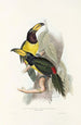 Monografia rodzinę Ramphastidae lub rodzinę toucanów Pl20 - John Gould — widok dzieła