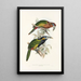 Monografia rodzinę toucanów (Ramphastidae) - John Gould — oprawiony obraz na ścianie