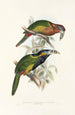 Monografia rodzinę toucanów (Ramphastidae) - John Gould — widok dzieła
