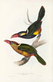 Monografia Ramphastidae lub rodziny toucanów Pl22 - John Gould — widok dzieła