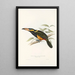 Monografia rodziną Ramphastidae lub rodziną toucanów Pl23 - John Gould — oprawiony obraz na ścianie