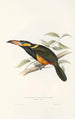 Monografia rodziną Ramphastidae lub rodziną toucanów Pl23 - John Gould — widok dzieła