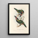 Monografia rodzin Ramphastidae lub rodzinę toucanów Pl24 - John Gould — oprawiony obraz na ścianie