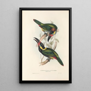 John Gould - A monograph of the Ramphastidae or family of toucans Pl24.webp