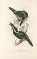 Monografia rodzin Ramphastidae lub rodzinę toucanów Pl24 - John Gould — widok dzieła