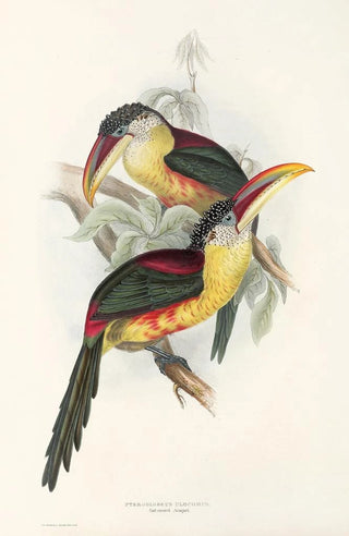 John Gould - A monograph of the Ramphastidae or family of toucans Pl26.webp