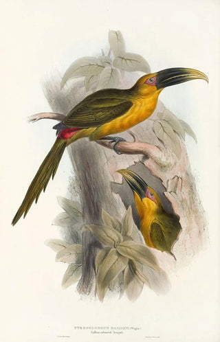 John Gould - A monograph of the Ramphastidae or family of toucans Pl28.webp