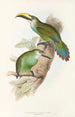 Monografia rodzin Ramphastidae lub rodziny toucanów Pl29 - John Gould — widok dzieła