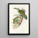 Monografia rodzin Ramphastidae lub rodziny toucanów Pl29 - John Gould — oprawiony obraz na ścianie