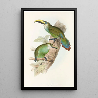 John Gould - A monograph of the Ramphastidae or family of toucans Pl29.webp