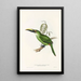 Monografia rodziną Ramphastidae lub rodziną toucanów Pl30 - John Gould — oprawiony obraz na ścianie