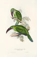 Monografia rodzinę toucanów (Ramphastidae) lub rodziny toucanów Pl31 - John Gould — widok dzieła