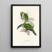 Monografia rodzinę toucanów (Ramphastidae) lub rodziny toucanów Pl31 - John Gould — oprawiony obraz na ścianie